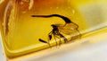 Natural Amber 46