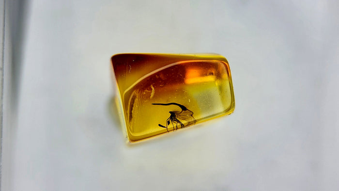 Baltic Amber 46