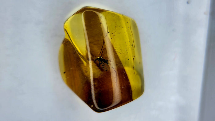 Baltic Amber 18