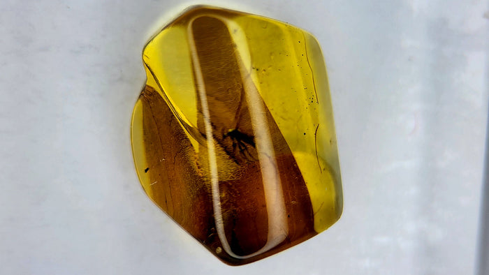 Insect Amber 18