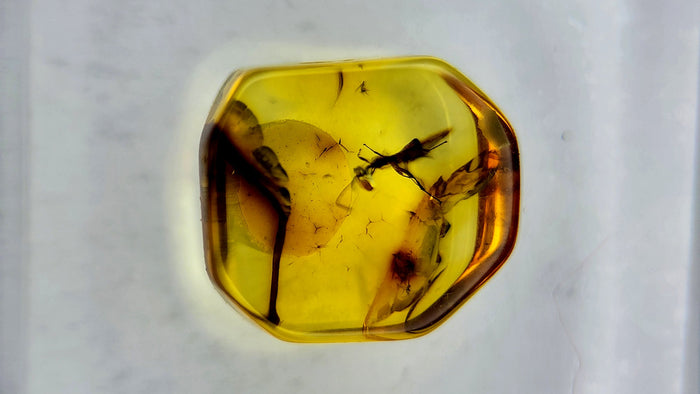 Baltic Amber 79