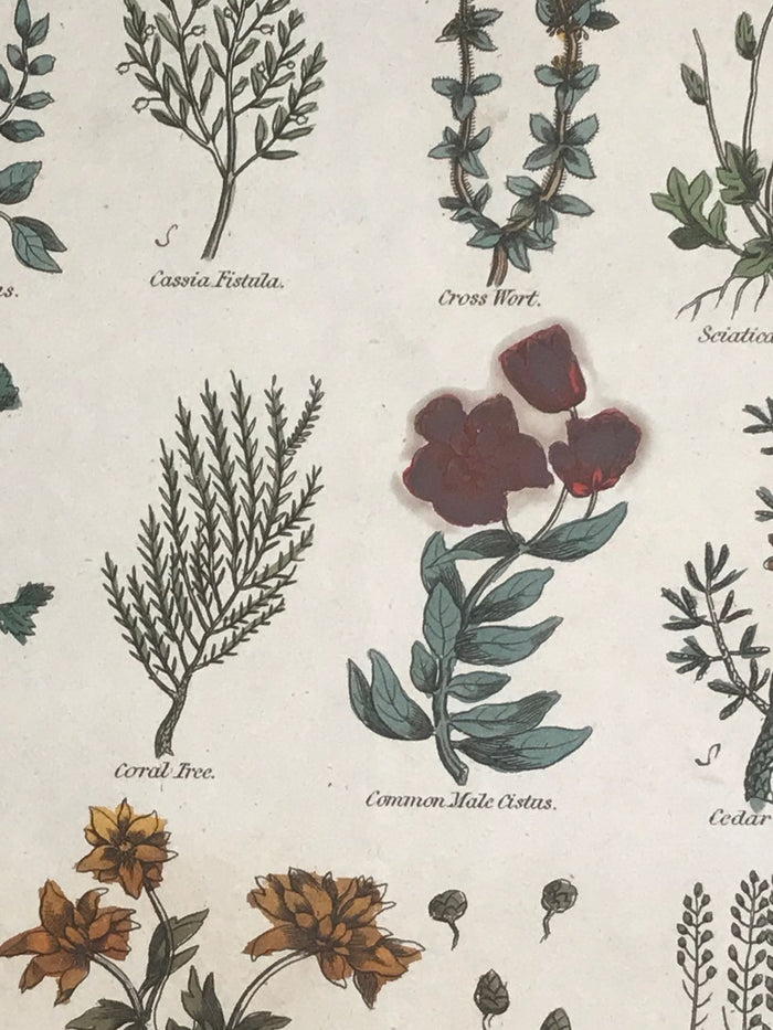 1814 ~ Complete Herbal Nicholas Culpeper Hand-Colored Herb Botanical Engraving