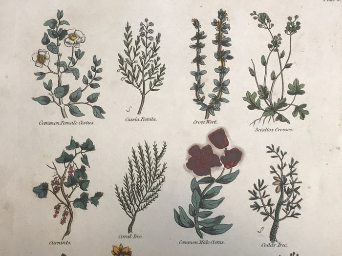 1814 ~ Complete Herbal Nicholas Culpeper Hand-Colored Herb Botanical Engraving