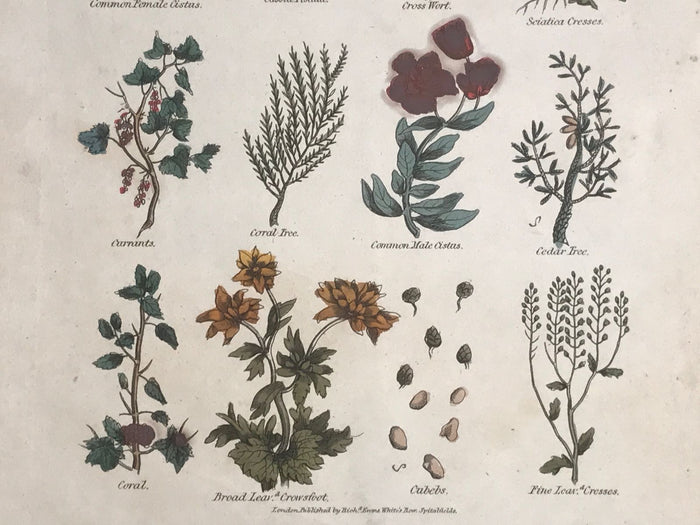 1814 ~ Complete Herbal Nicholas Culpeper Hand-Colored Herb Botanical Engraving