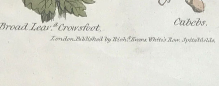 1814 ~ Complete Herbal Nicholas Culpeper Hand-Colored Herb Botanical Engraving
