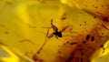 Natural Amber 1