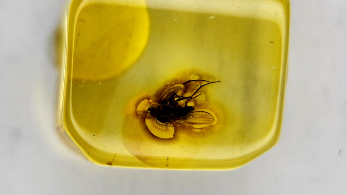 Insect Amber 70