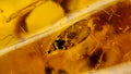 Natural Amber 43