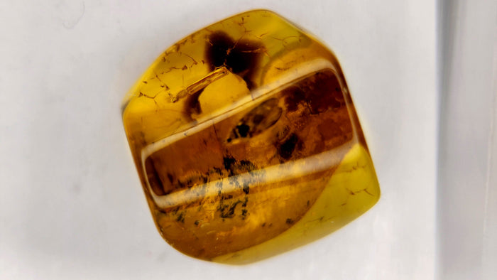 Baltic Amber 43