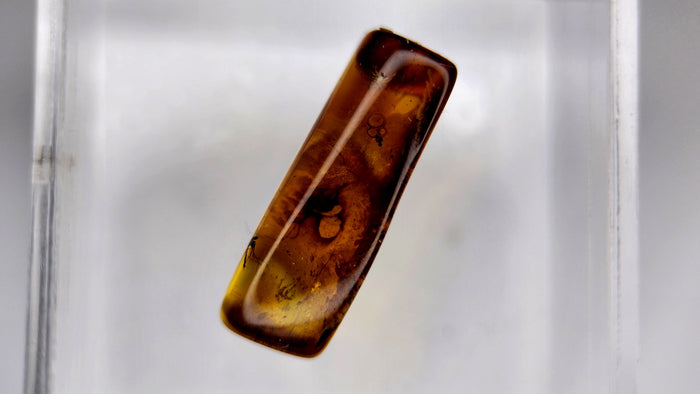 Baltic Amber 11