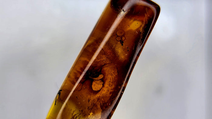 Insect Amber 11