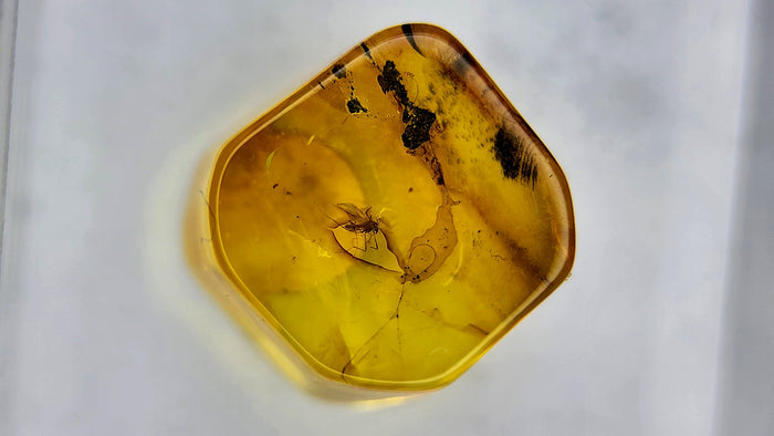 Baltic Amber 19