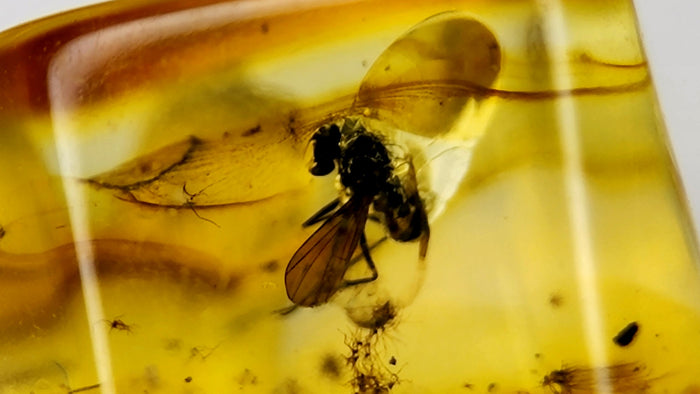 Natural Amber 9