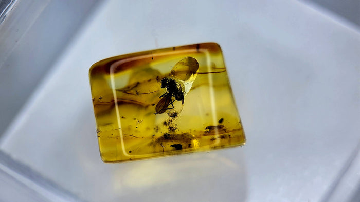 Baltic Amber 9