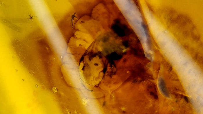 Natural Amber 59