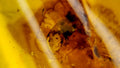Natural Amber 59