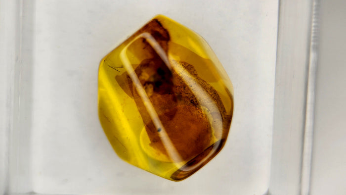 Baltic Amber 59