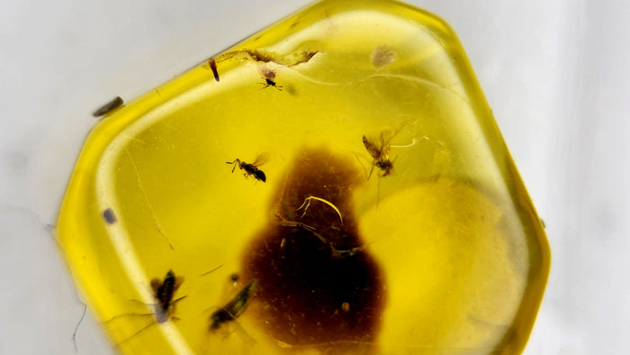 Natural Amber 56