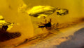 Natural Amber 83