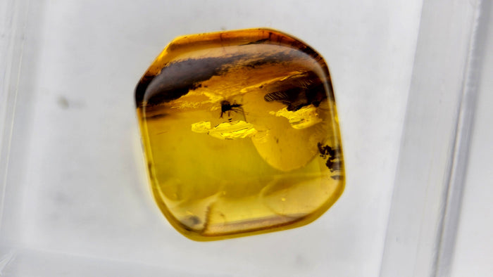 Baltic Amber 83