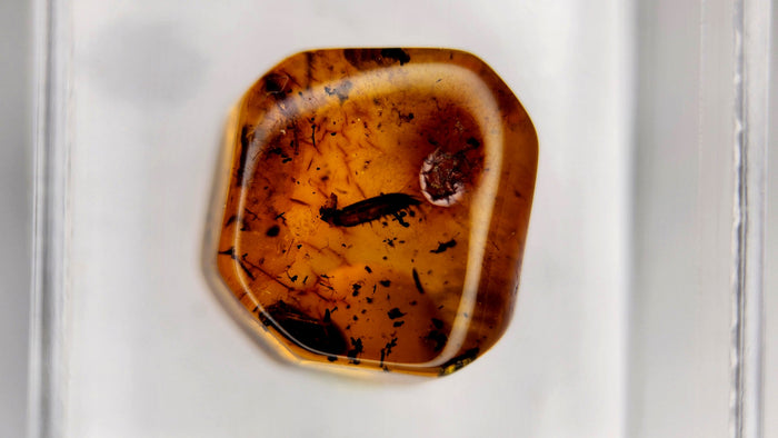 Baltic Amber 20