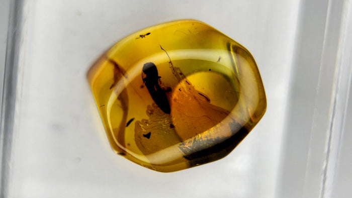 Baltic Amber 50