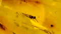 Natural Amber 54