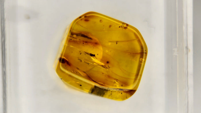 Baltic Amber 54