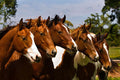 Best Friends by Robert Dawson