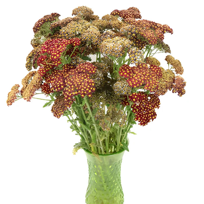 Burgundy Taupe Cottage Yarrow Flowers