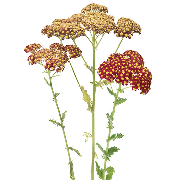 Burgundy Taupe Cottage Yarrow Flowers