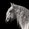 Contemplation by Robert Dawson