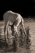 Cool Water by Robert Dawson