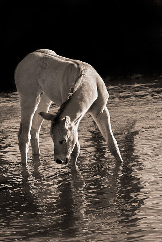 Cool Water by Robert Dawson