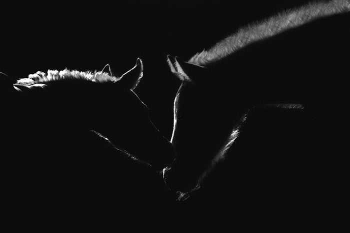 Moonlight Kiss by Robert Dawson