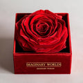 Single Red Rose Velvet Box - Imaginary Worlds