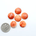 Red Spiny oyster shell cabochons, on a white background with a US dime for scale