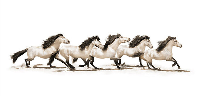 The Buckskins by Robert Dawson