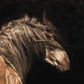The Dreamer by Robert Dawson
