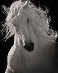 The Lusitano Dancer by Robert Dawson