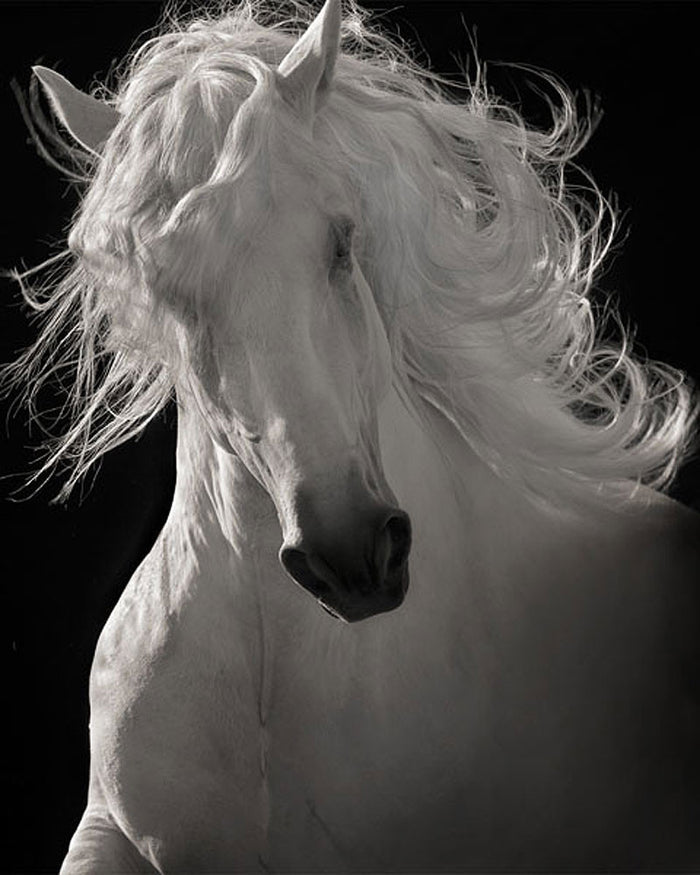 The Lusitano Dancer by Robert Dawson
