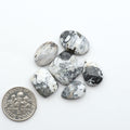 White Buffalo stone cabochons, white stone with black matrix, polished stones on a white background, with a US dime for scale